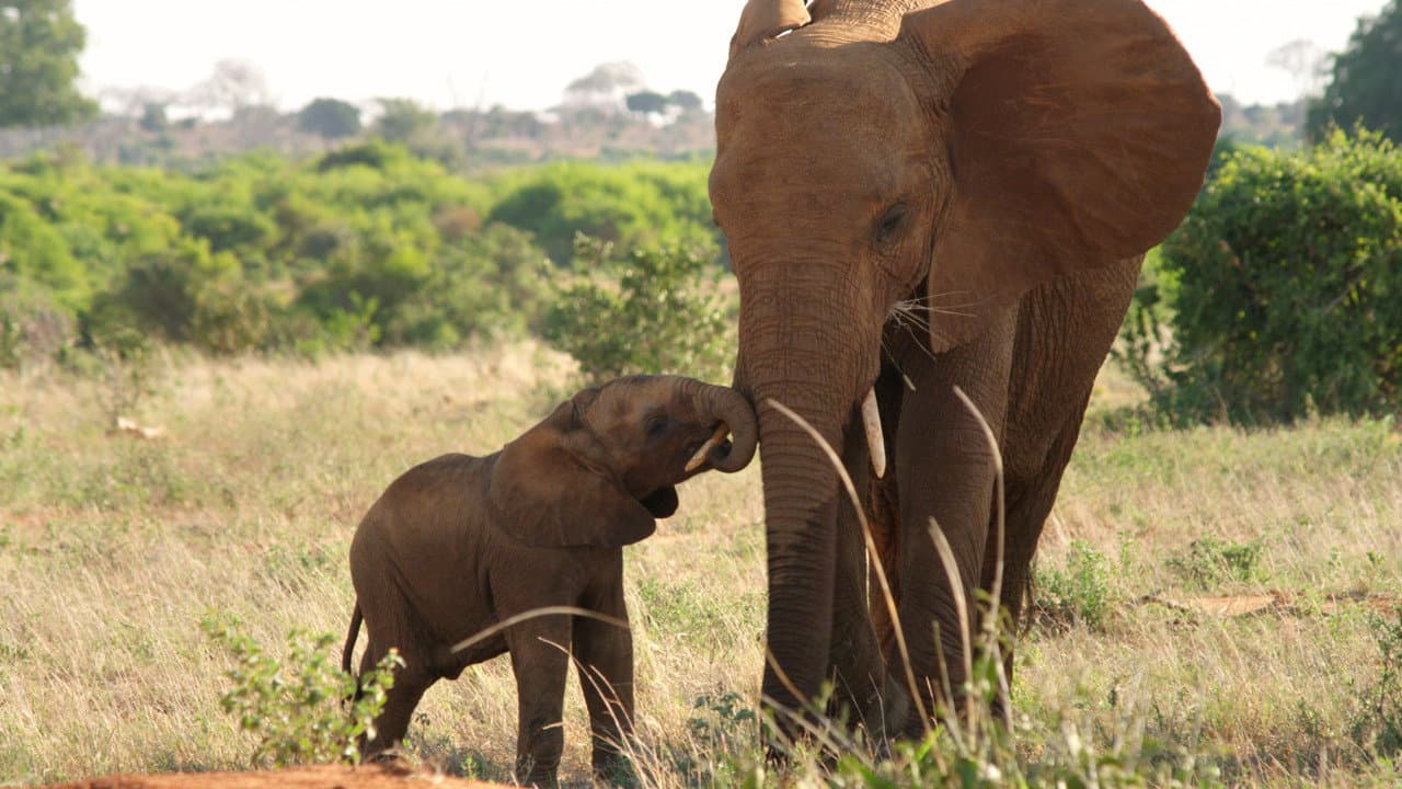 The Elephant Queen still 7