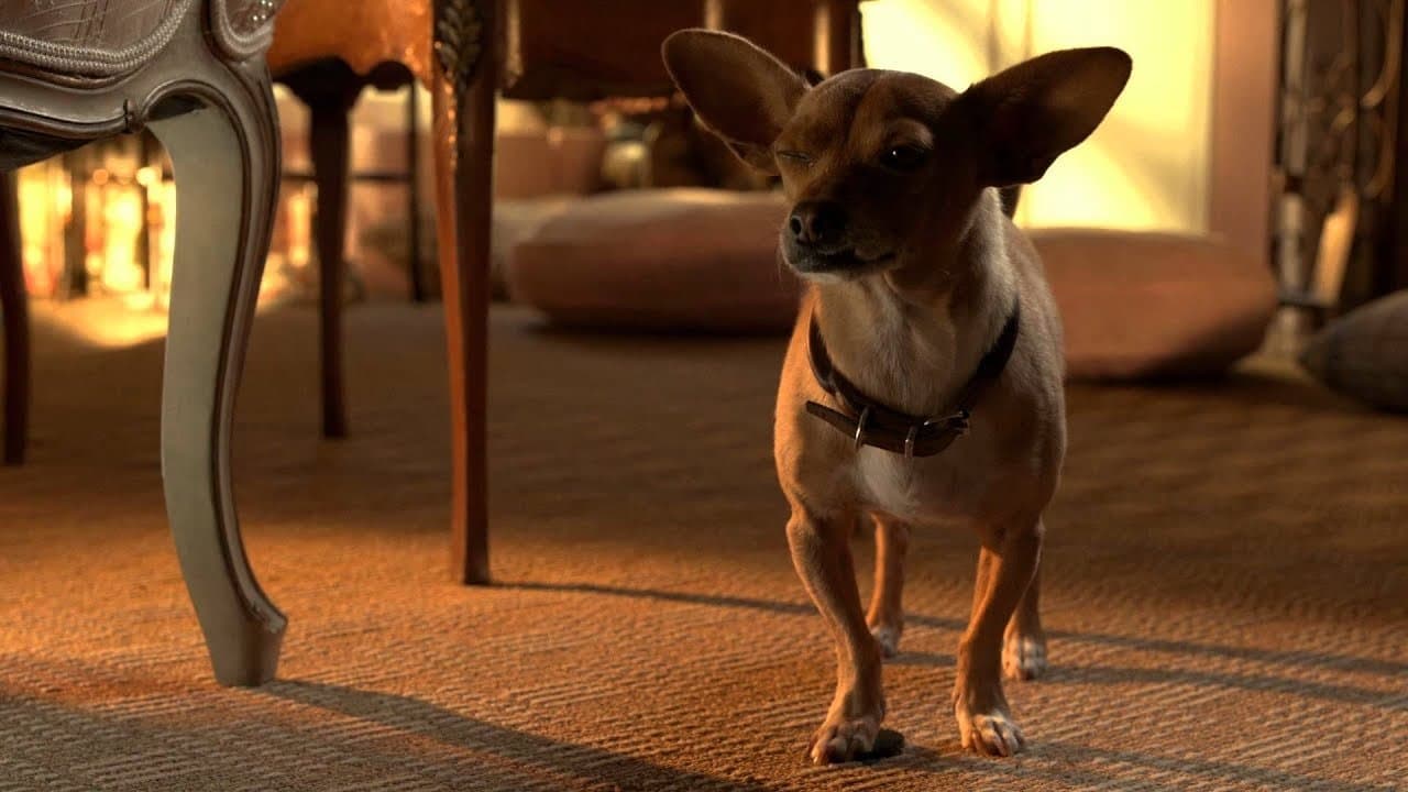 Beverly Hills Chihuahua 3: Viva la Fiesta! still 2