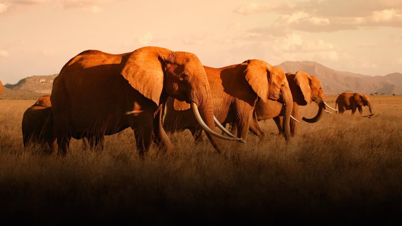 The Elephant Queen still 2