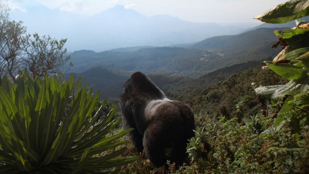 A Gorilla Story: Told by David Attenborough still 6
