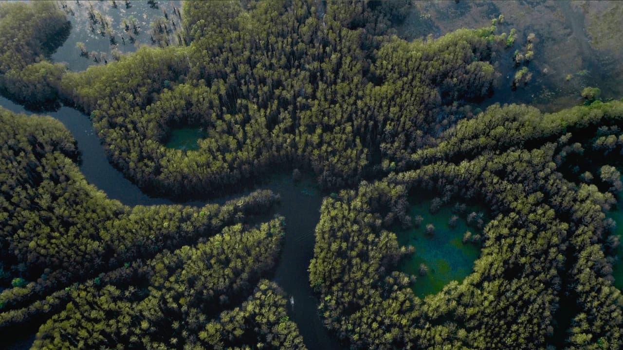 Caddo Lake still 8