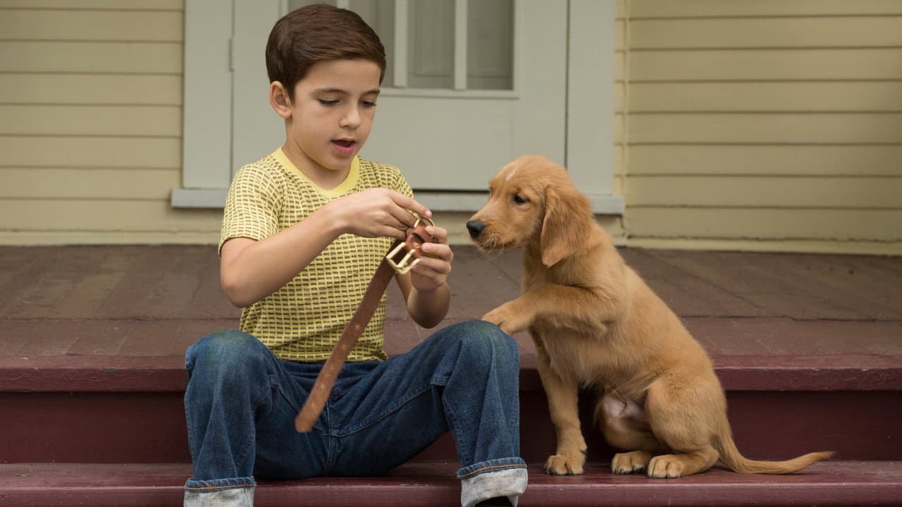 A Dog's Purpose still 2