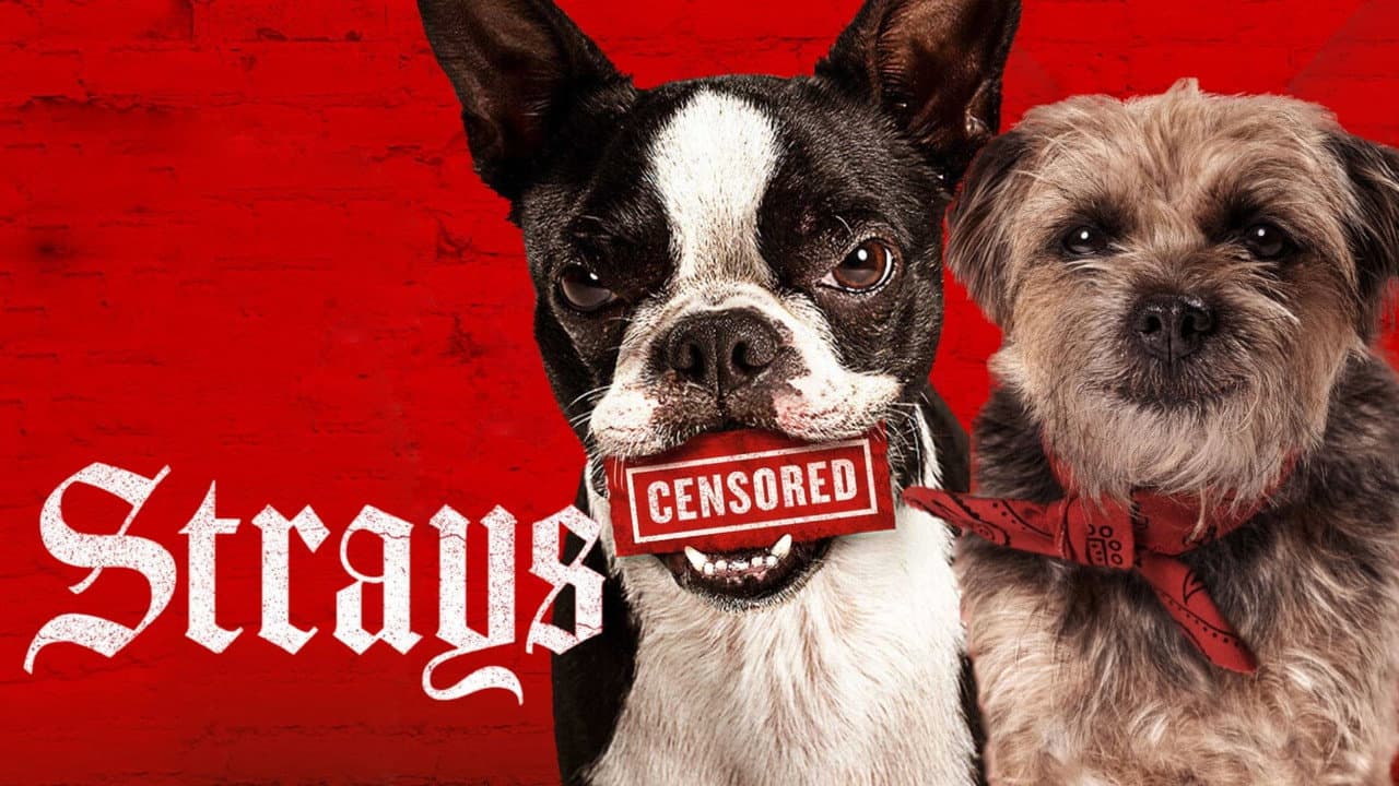 Strays still 5