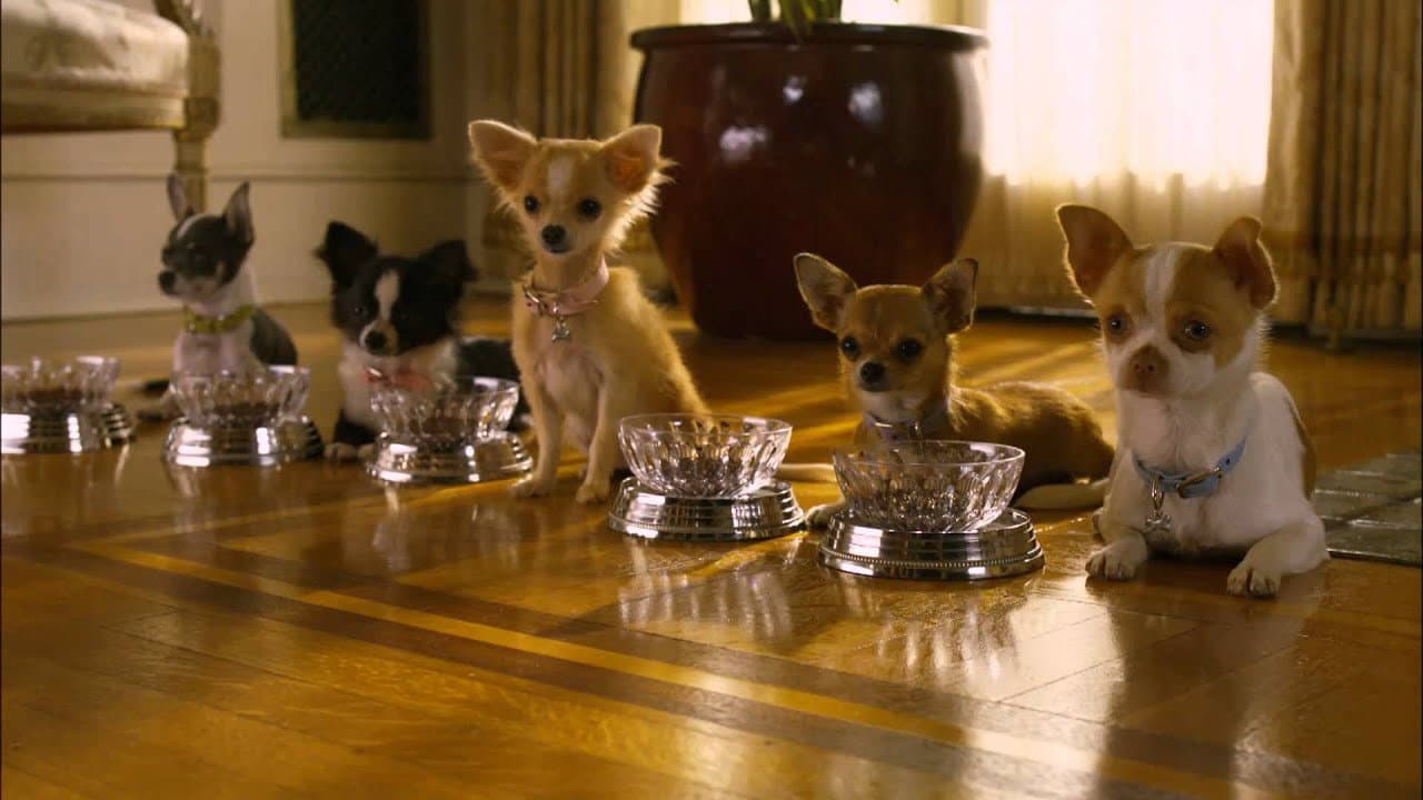 Beverly Hills Chihuahua 2 still 4