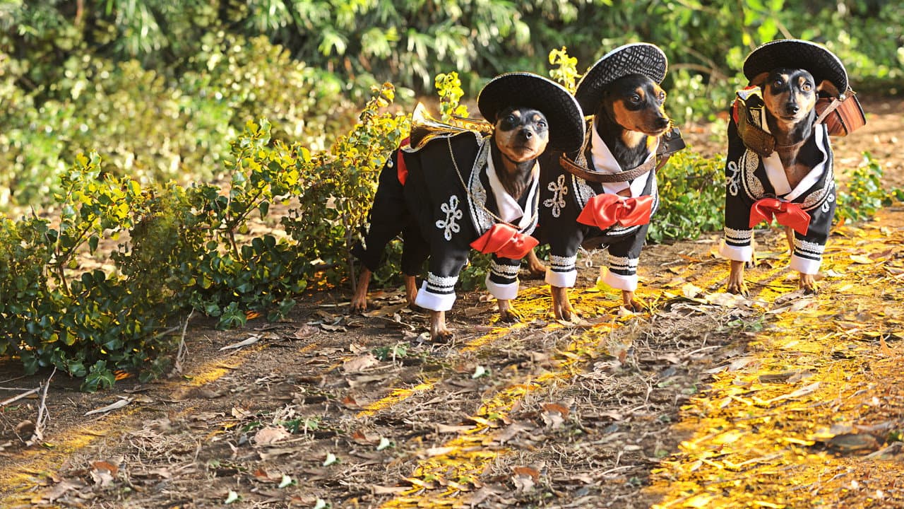 Beverly Hills Chihuahua 3: Viva la Fiesta! still 5