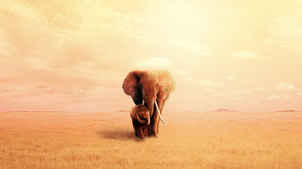 The Elephant Queen still 6