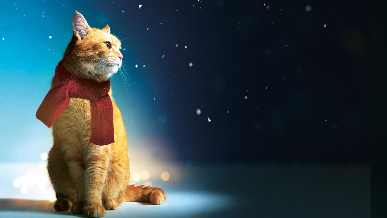 A Street Cat Named Bob still 6