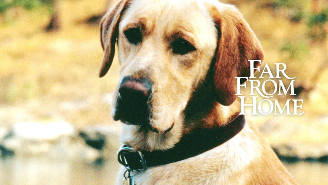 Far from Home: The Adventures of Yellow Dog still 8