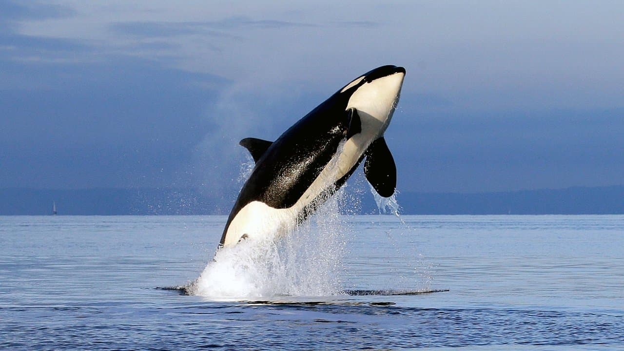 Free Willy 2: The Adventure Home still 4