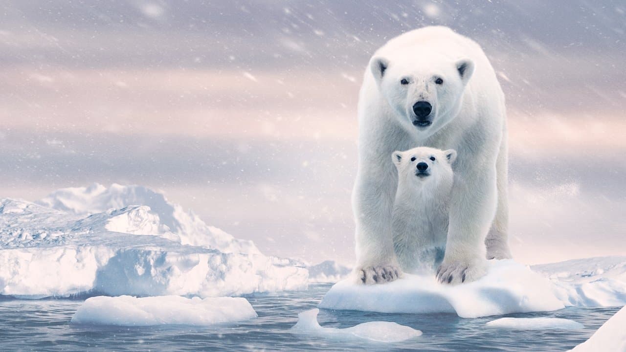 Polar Bear still 5
