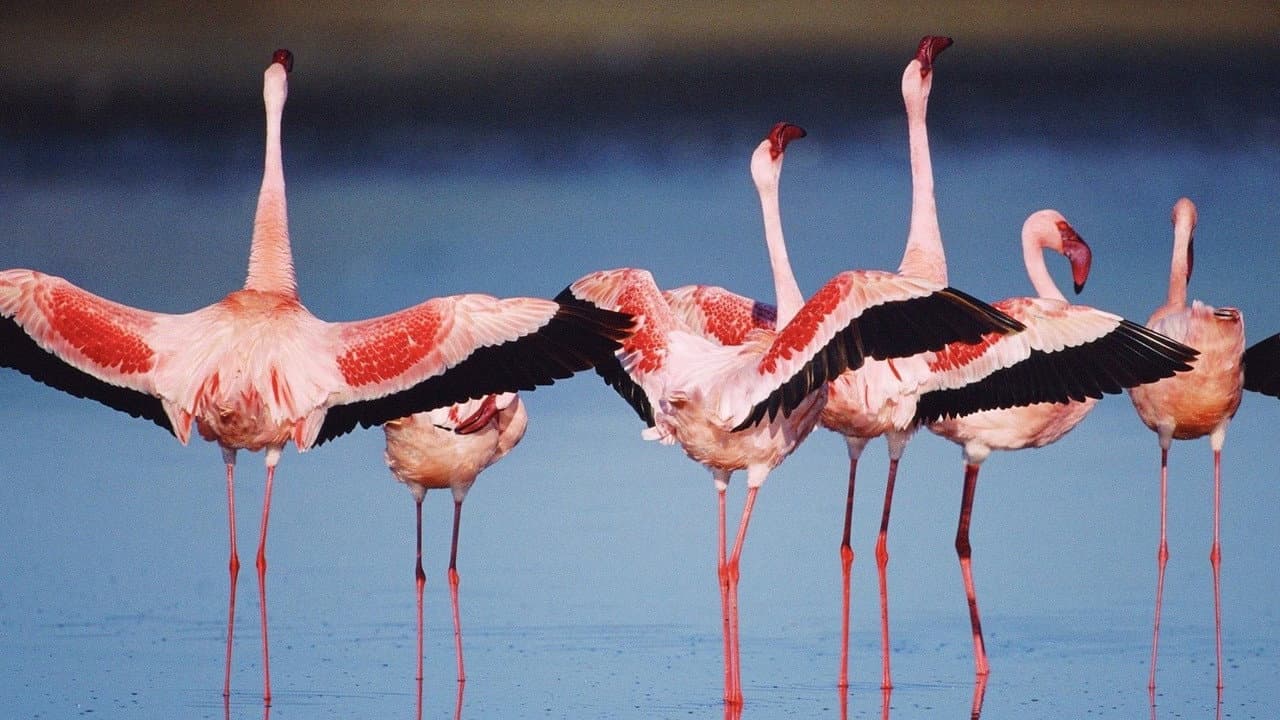The Crimson Wing: Mystery of the Flamingos still 7