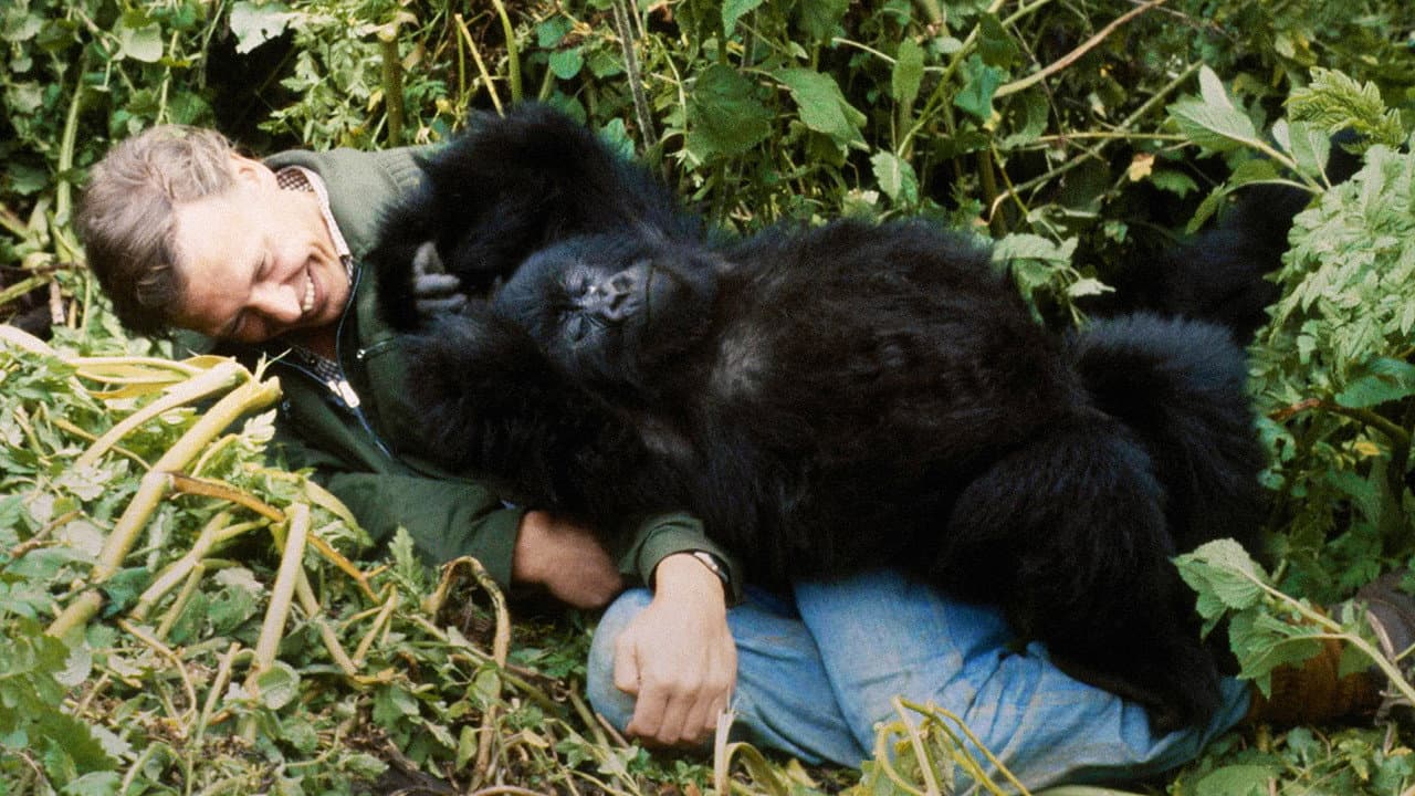 A Gorilla Story: Told by David Attenborough still 7