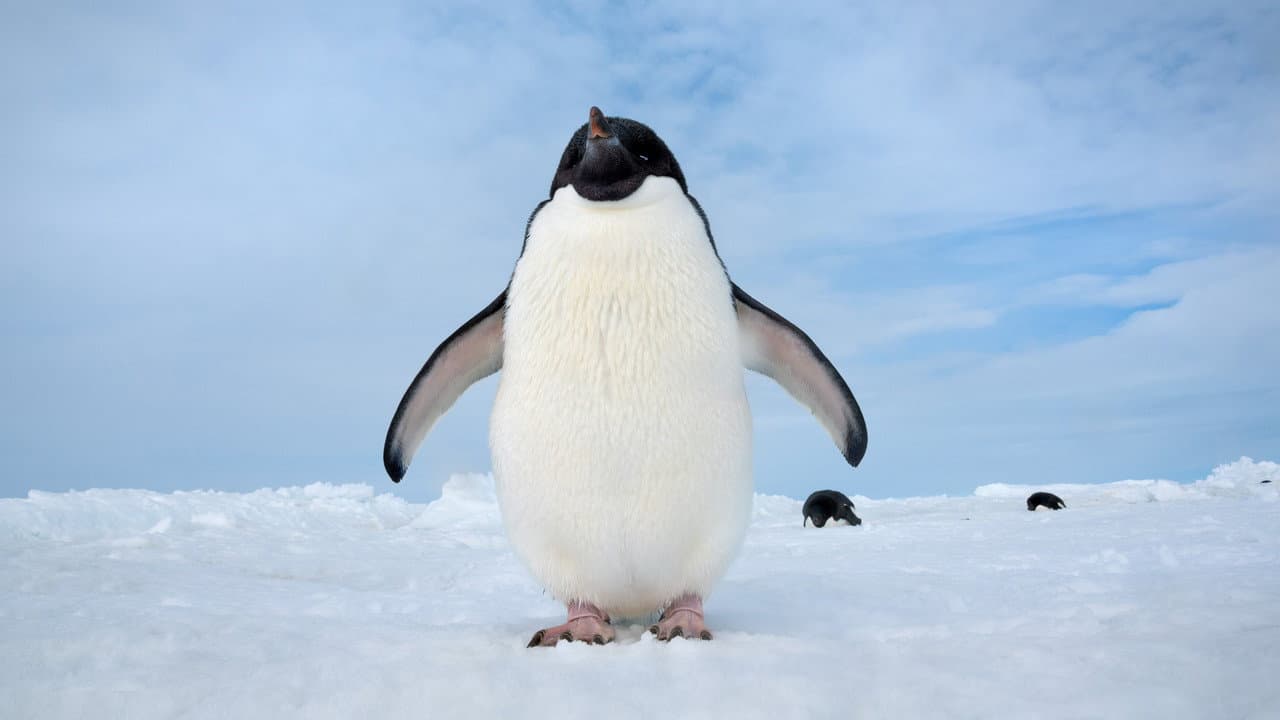 Penguins still 6