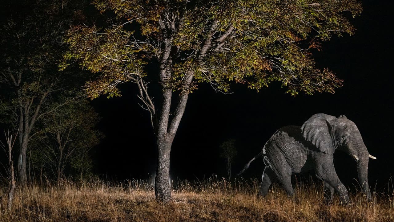 Ghost Elephants still 6