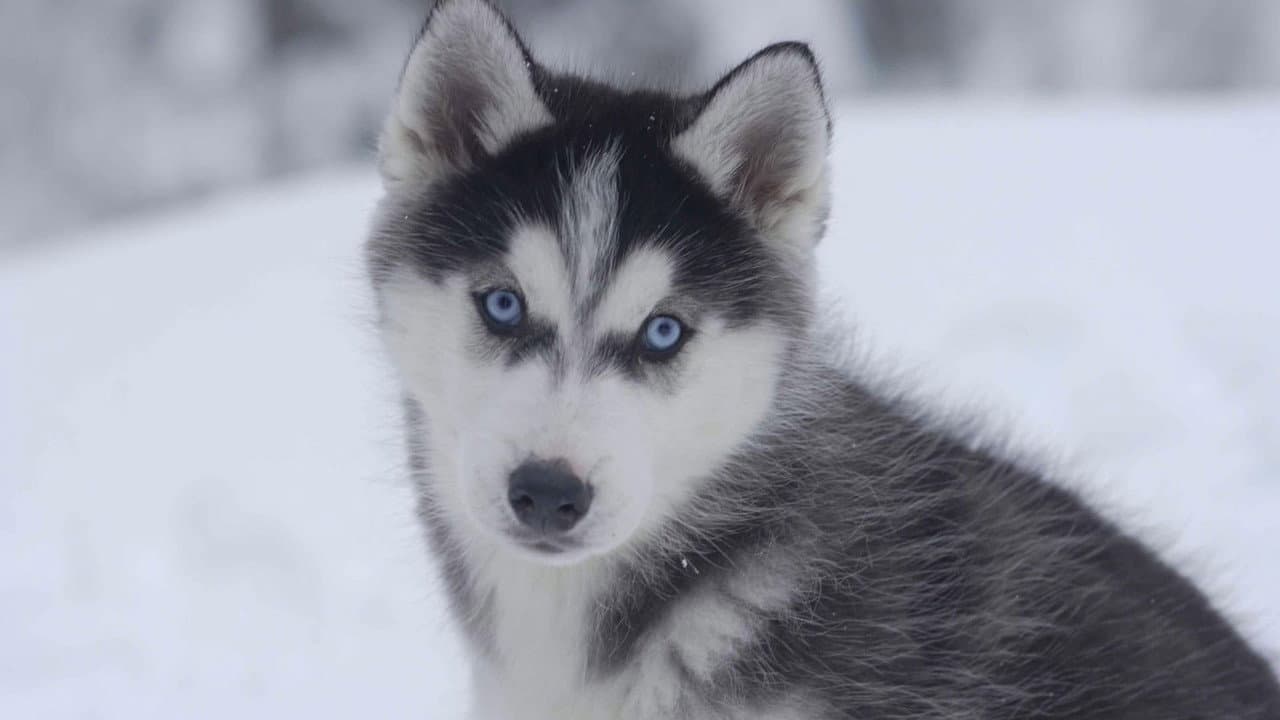 Snow Buddies still 4
