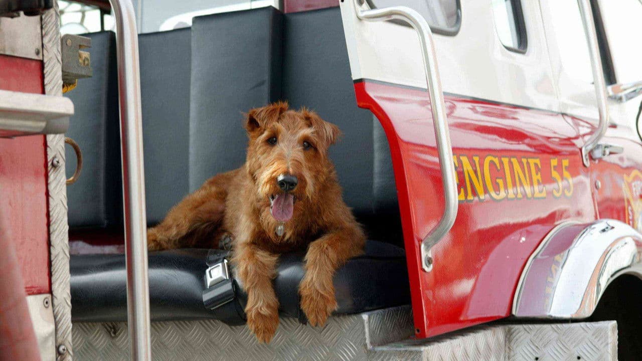 Firehouse Dog still 3
