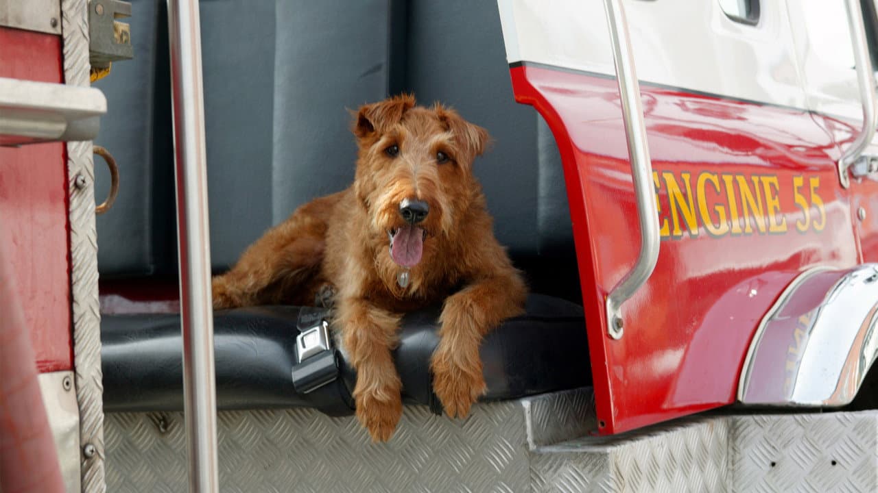 Firehouse Dog still 5