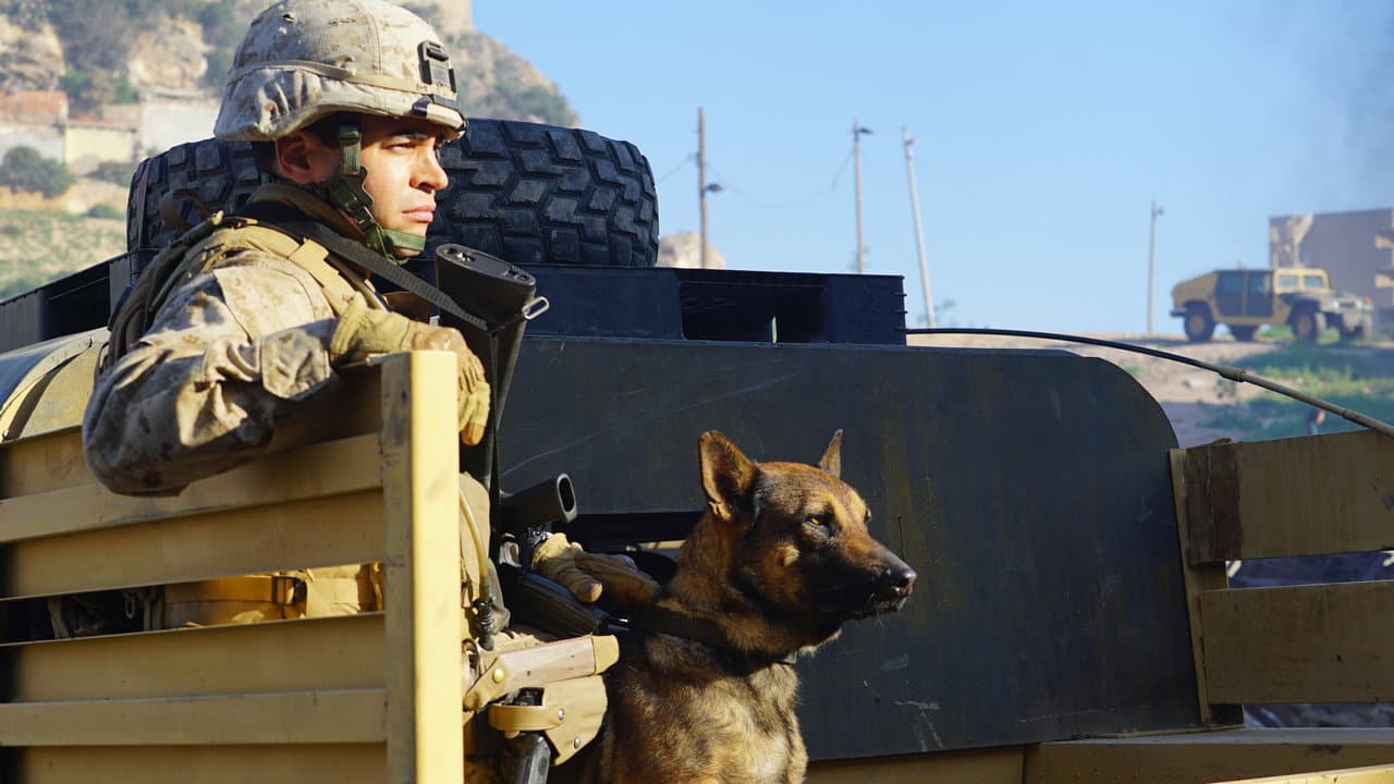 Megan Leavey still 3