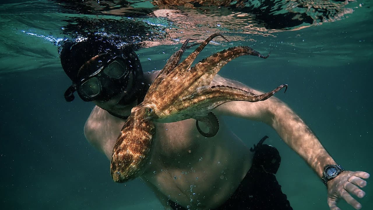My Octopus Teacher still 2