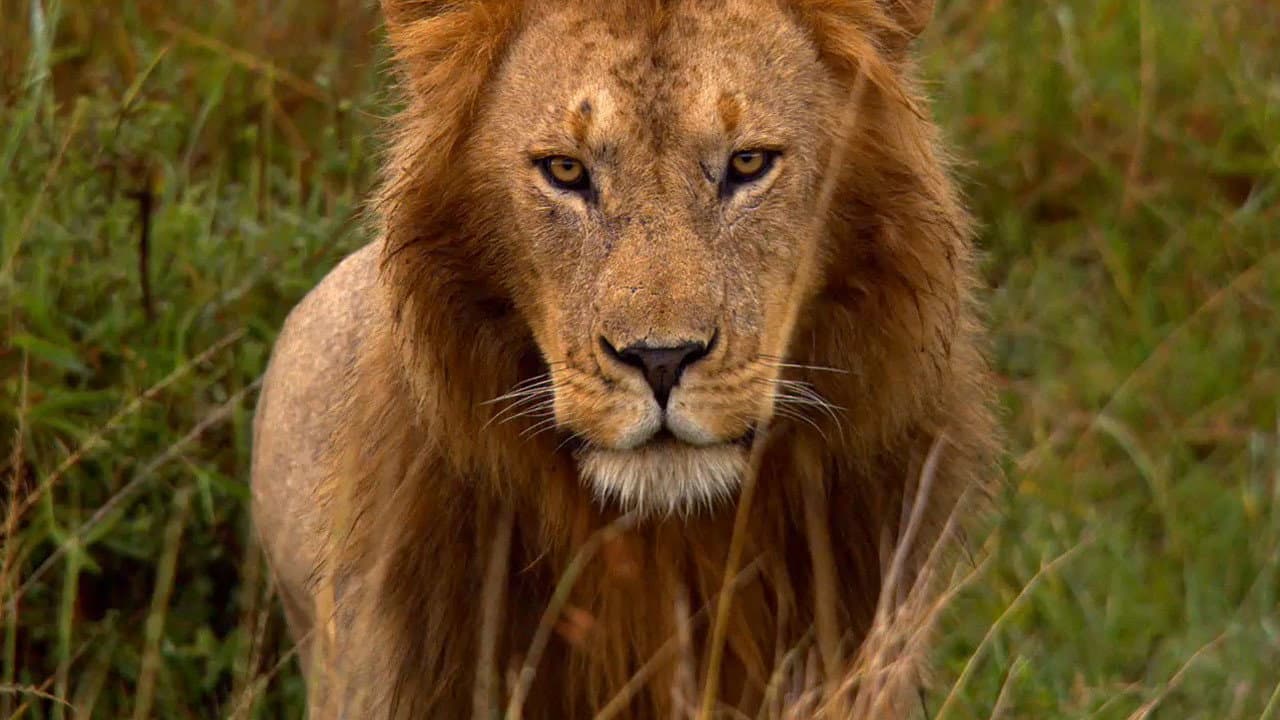 African Cats still 4