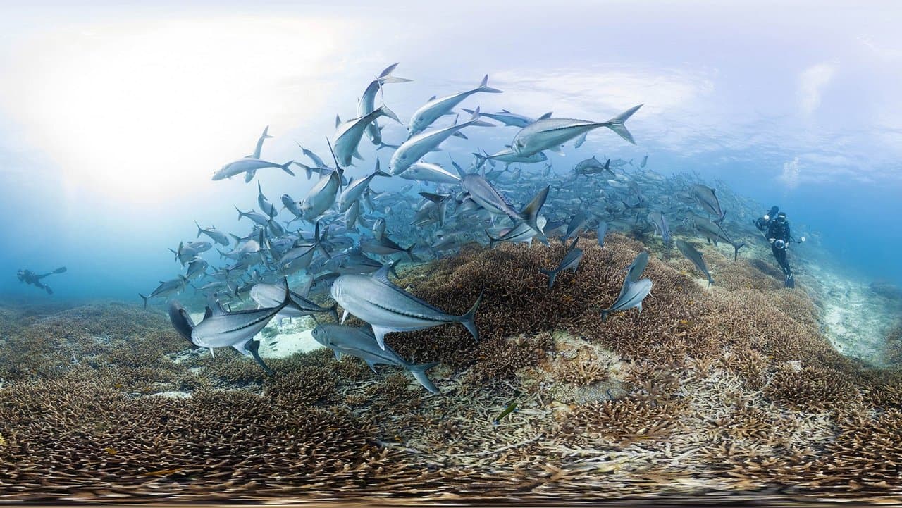 Chasing Coral still 1
