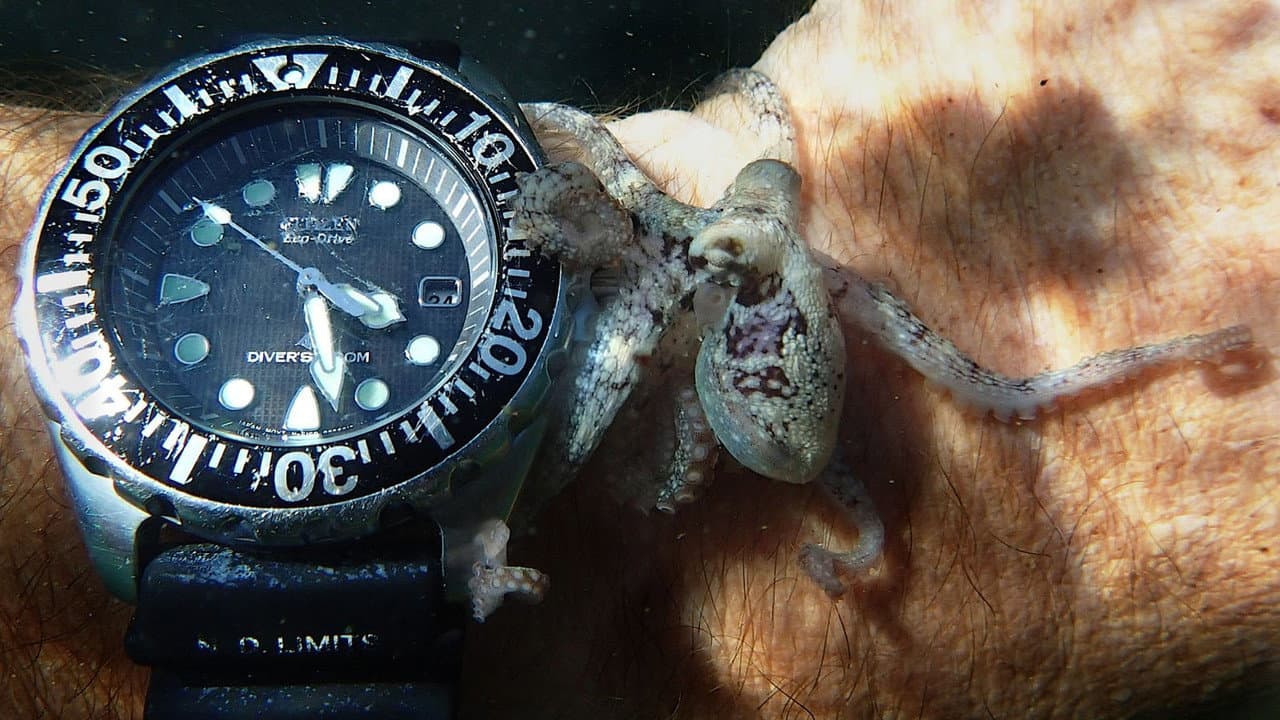 My Octopus Teacher still 4