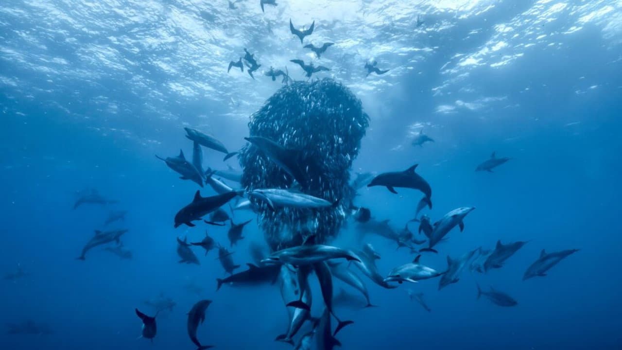 Ocean with David Attenborough still 6