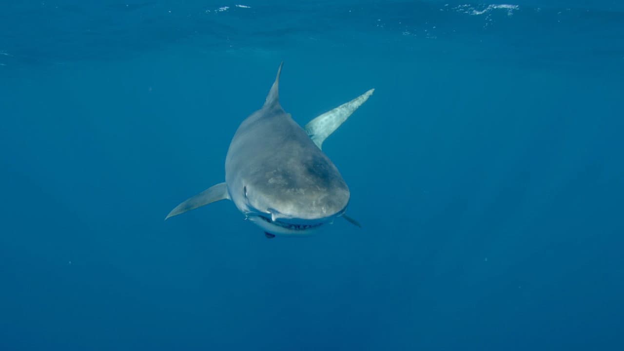 Sharkwater Extinction still 4