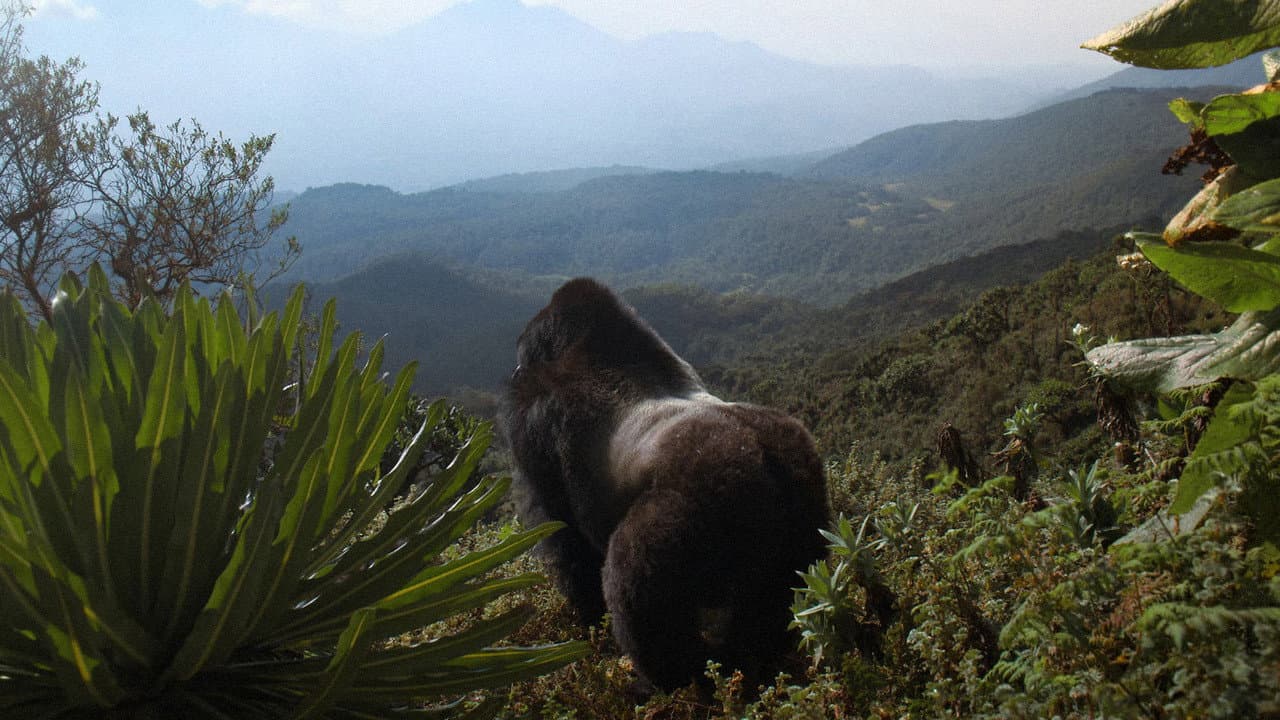 A Gorilla Story: Told by David Attenborough still 1