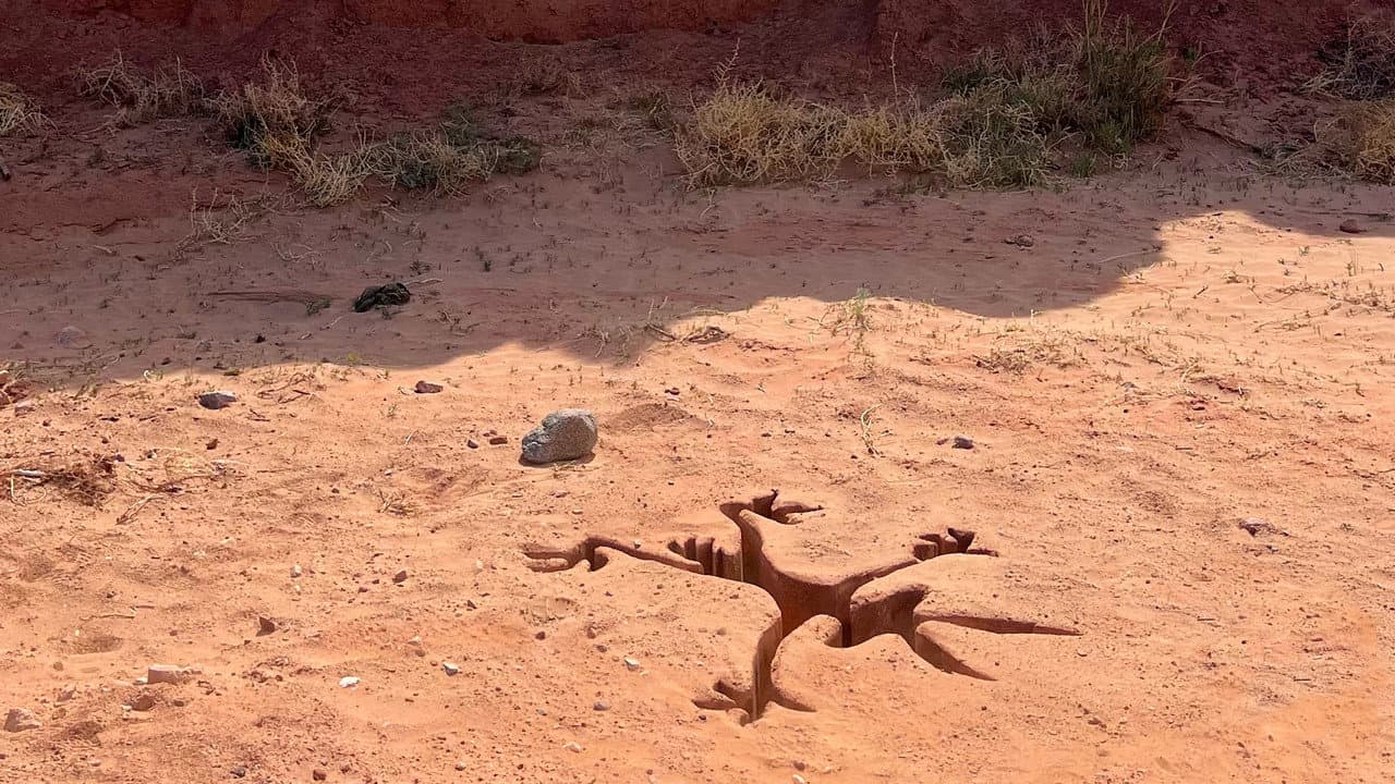 Coyote vs. Acme Review: A Wild Legal Comedy still 3
