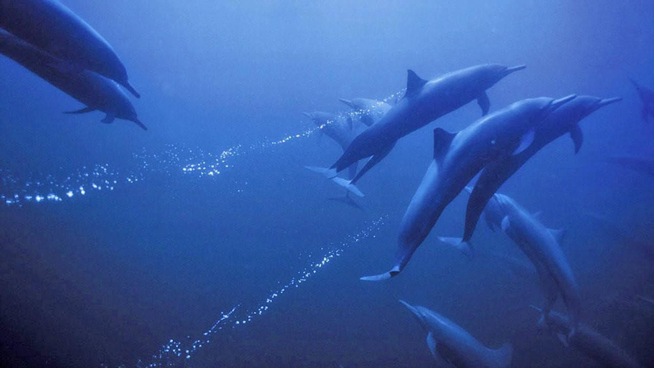 Deep Blue still 6