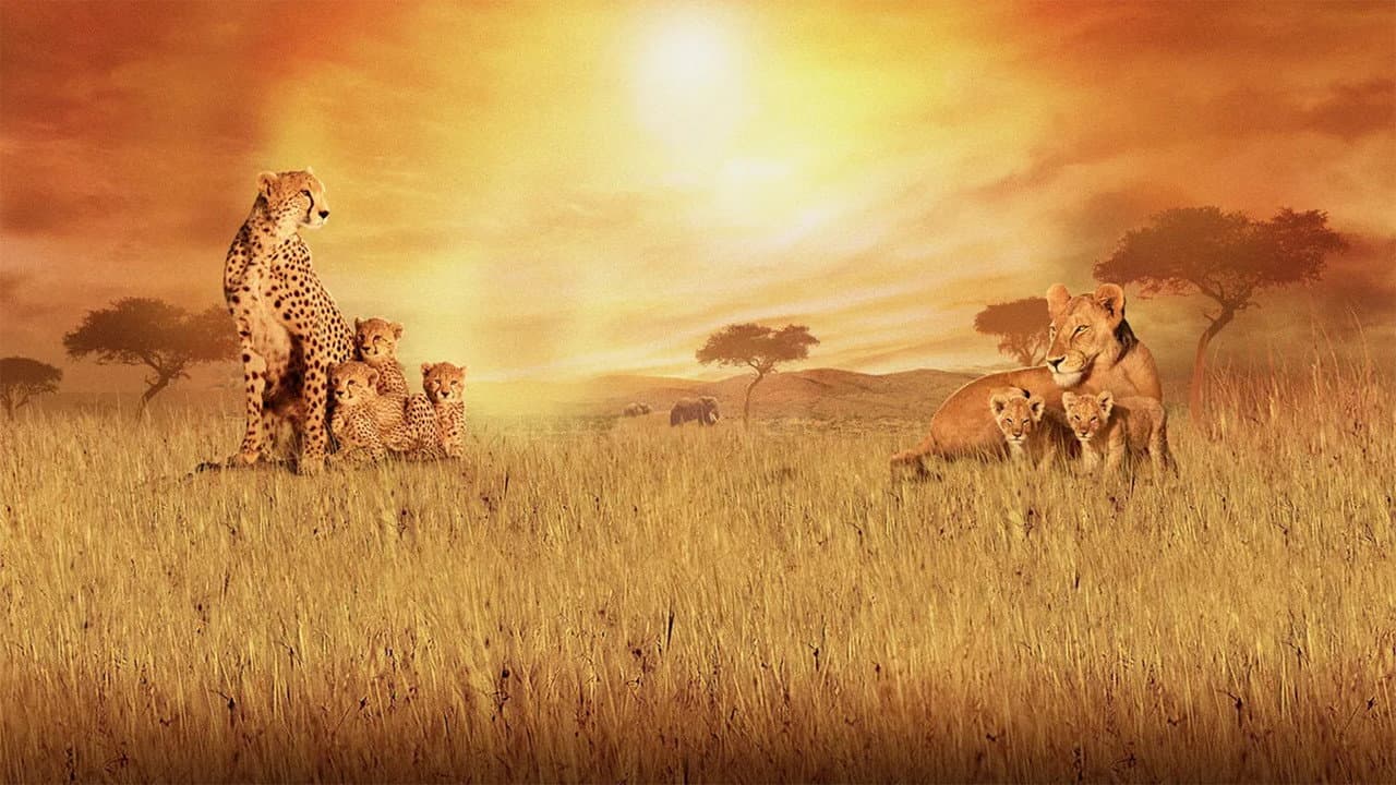 African Cats still 2