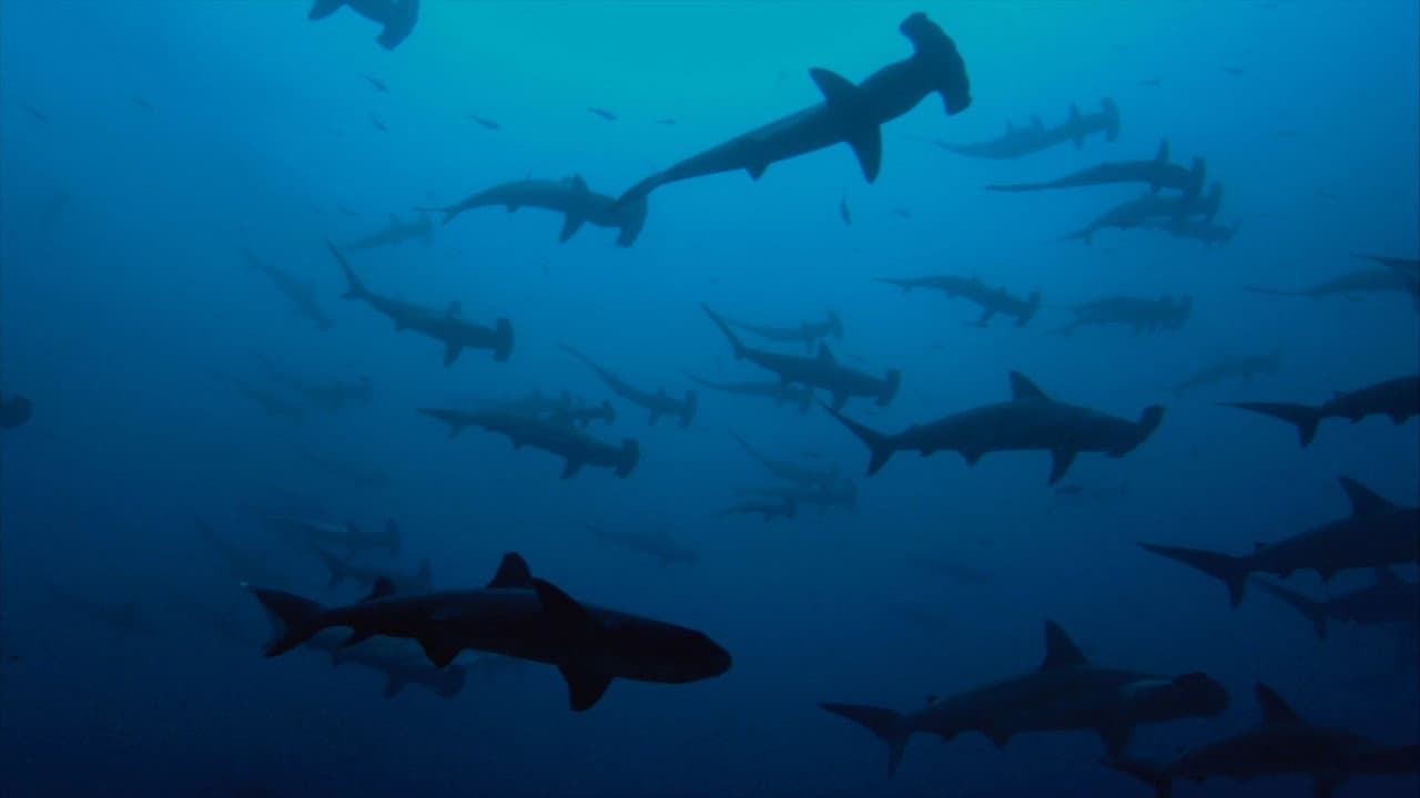Sharkwater Extinction still 2