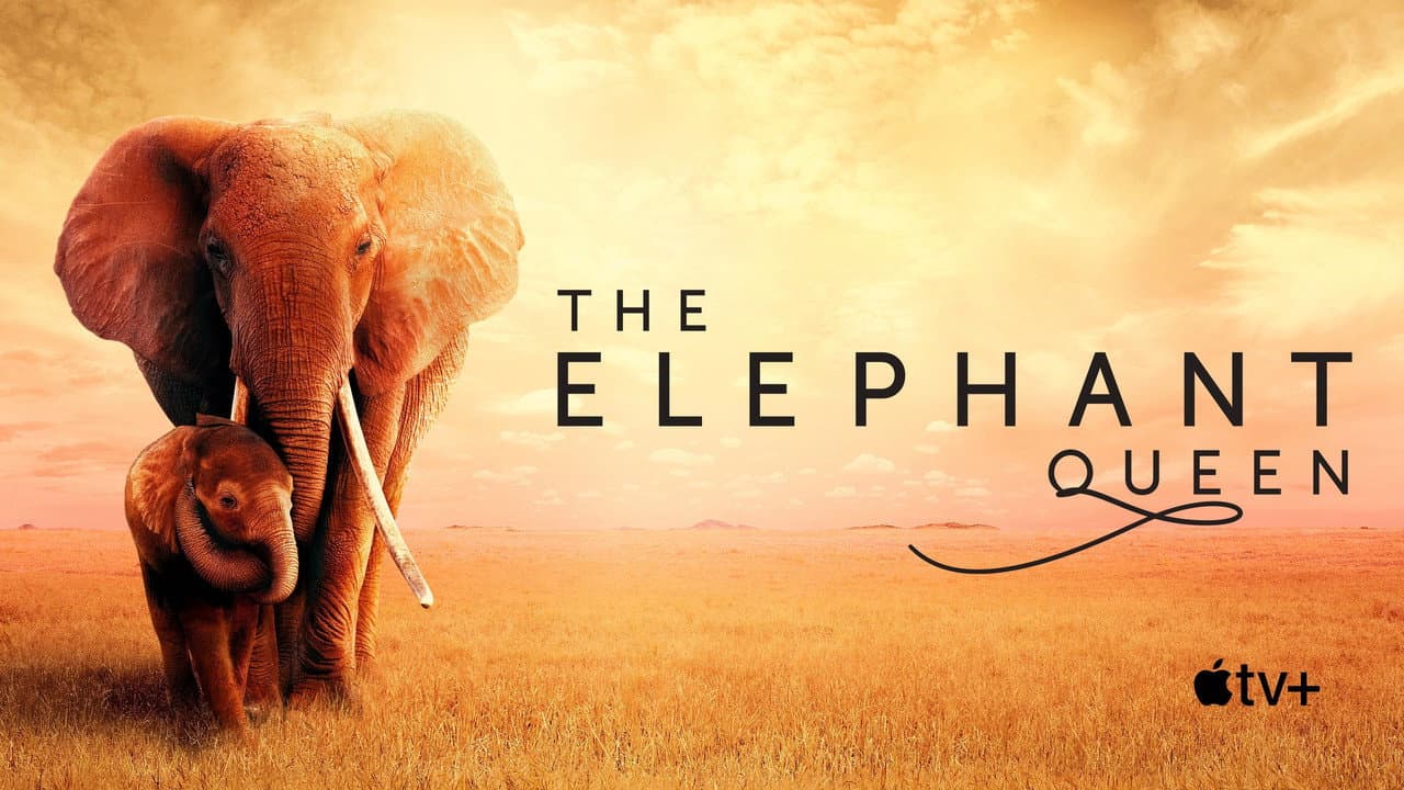 The Elephant Queen still 8