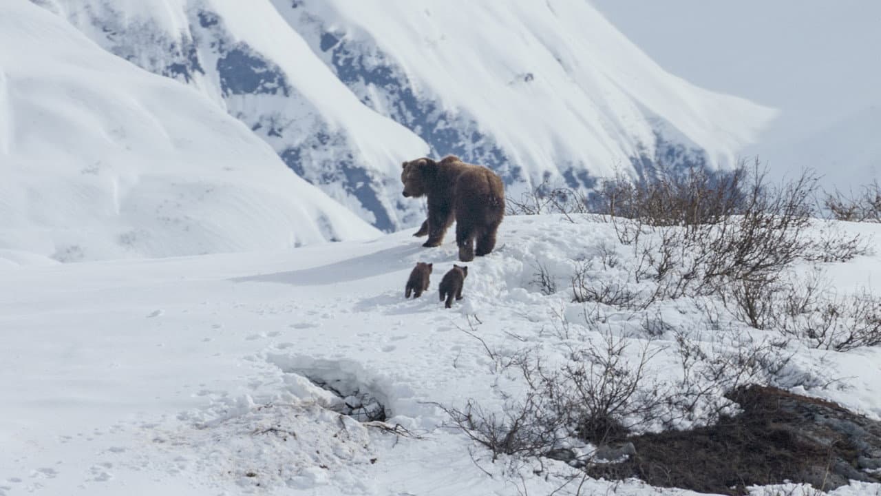 Bears still 6