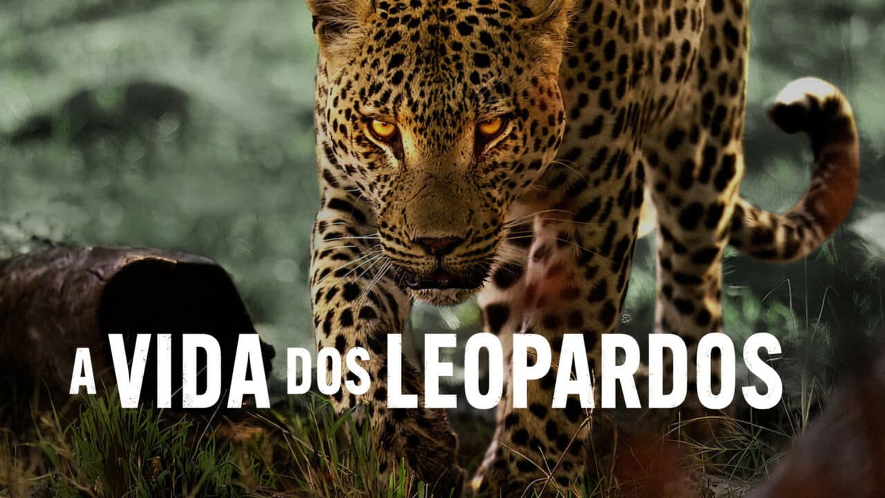 Living with Leopards still 4