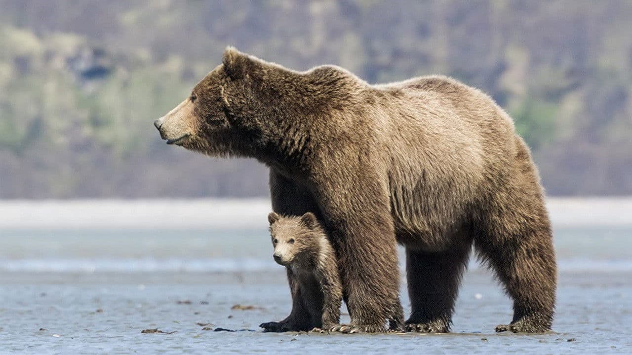 Bears still 3