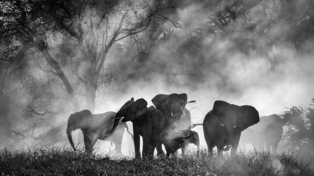 Ghost Elephants still 2