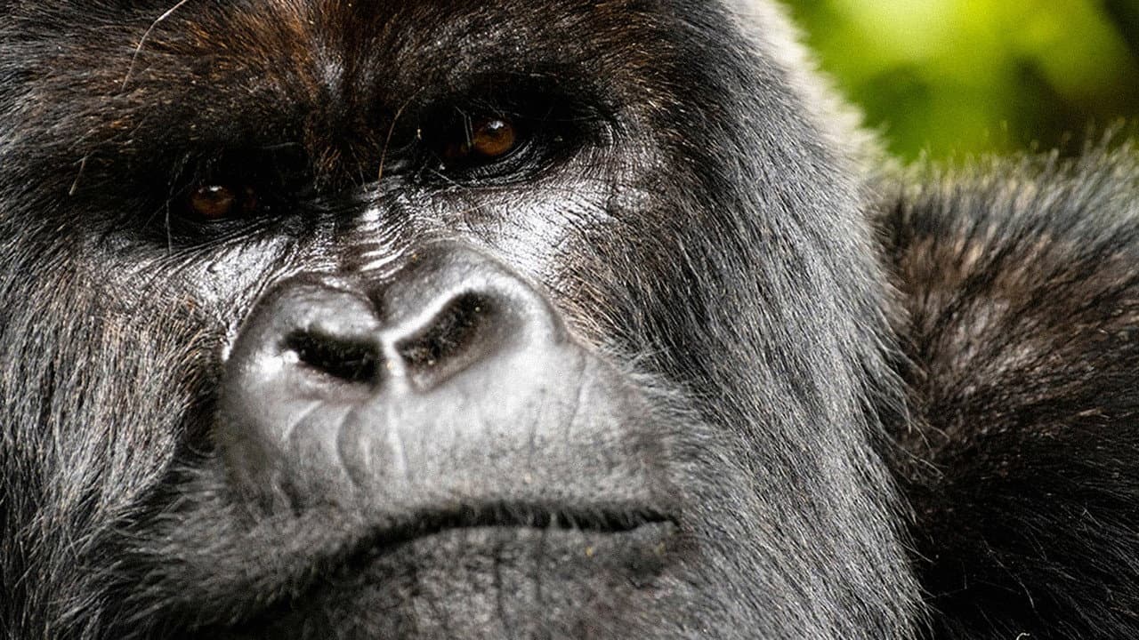 A Gorilla Story: Told by David Attenborough still 3