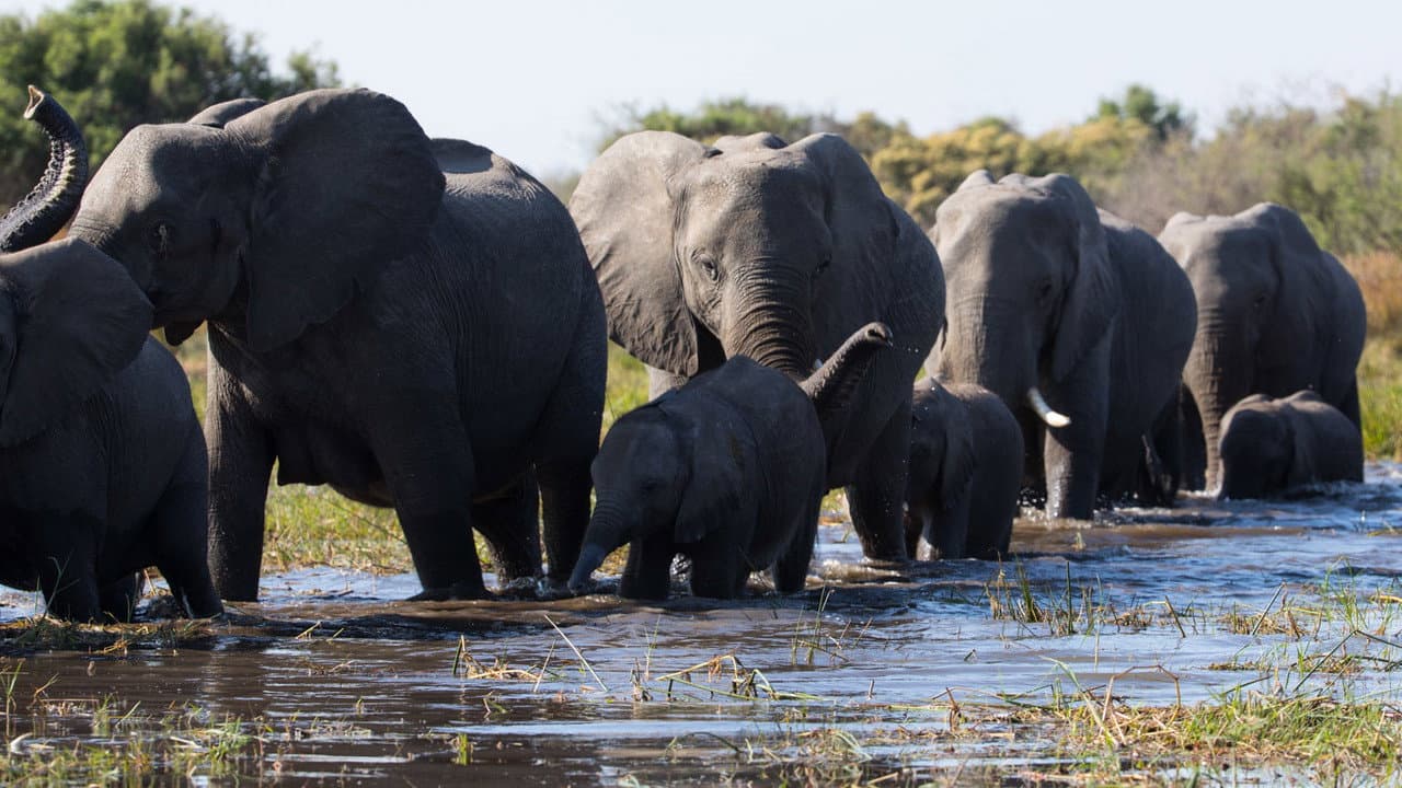Elephant still 3