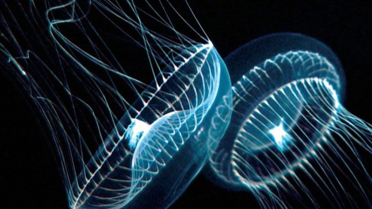 Deep Blue still 2