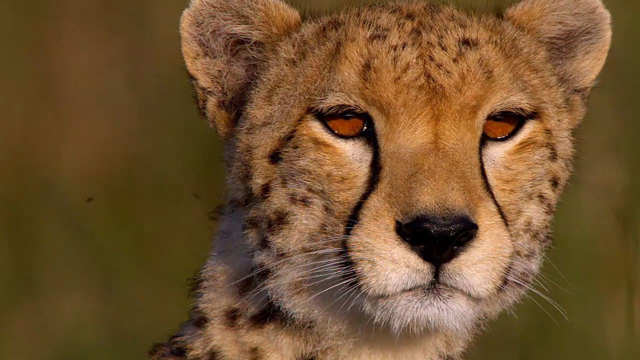 African Cats still 5