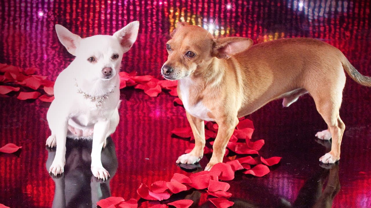 Beverly Hills Chihuahua 2 still 2