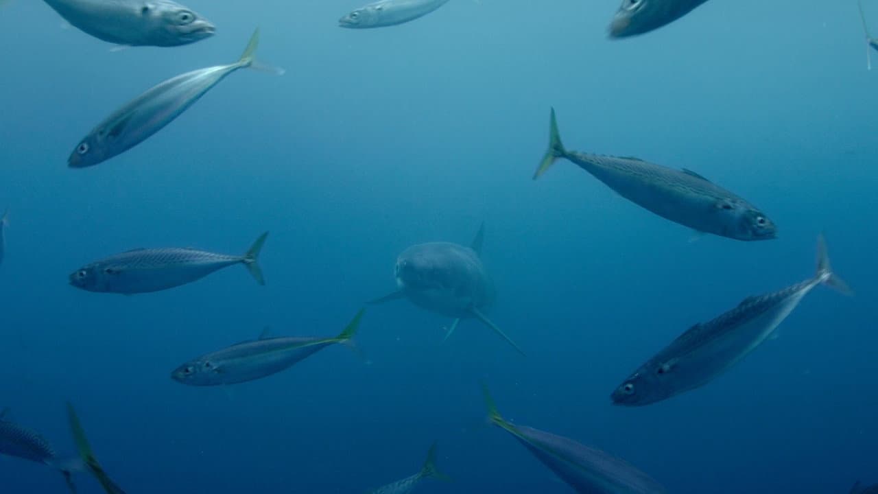 Sharkwater Extinction still 3