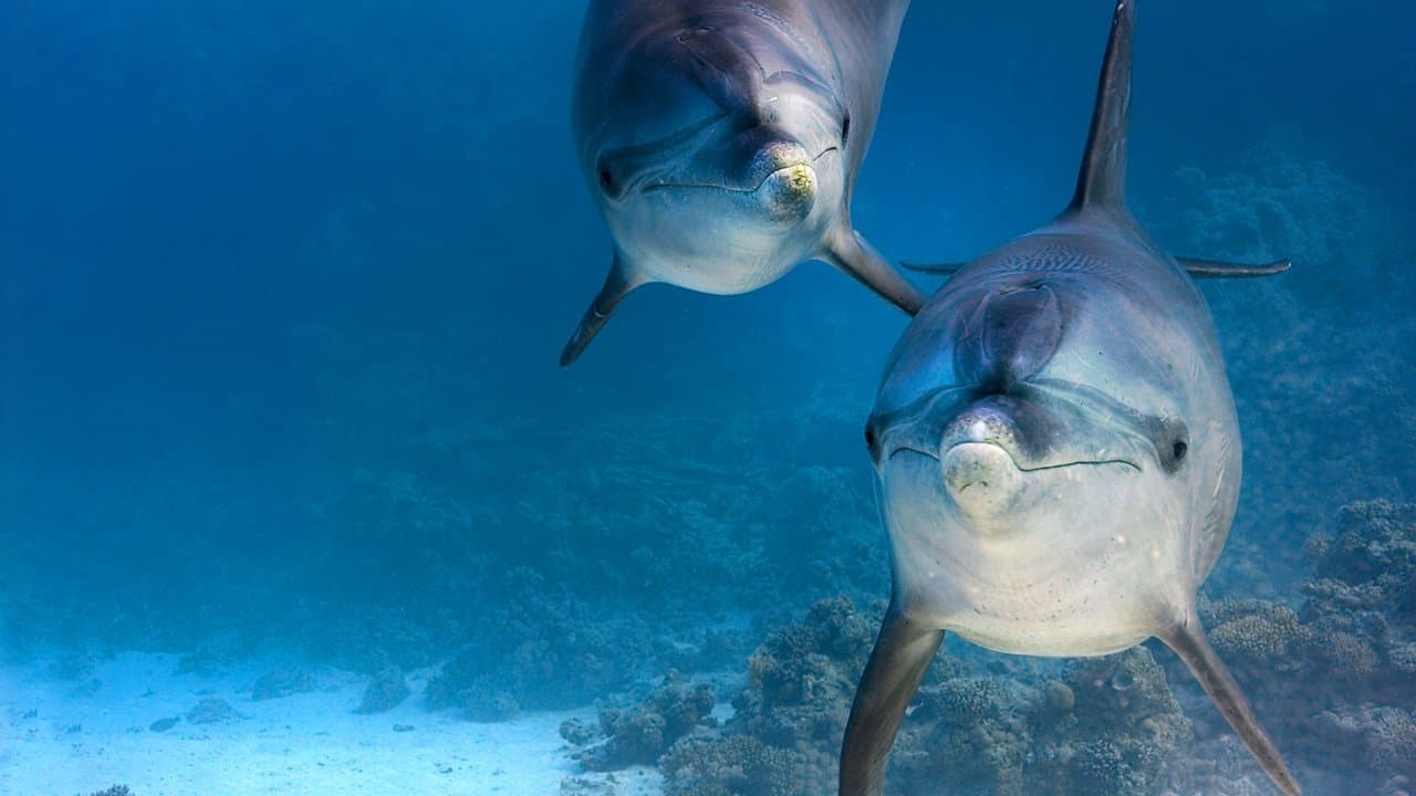 Dolphin Reef still 1