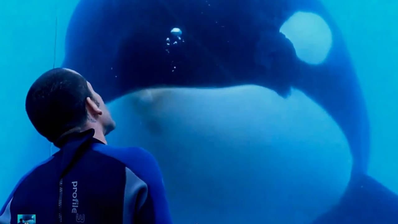 Blackfish still 2