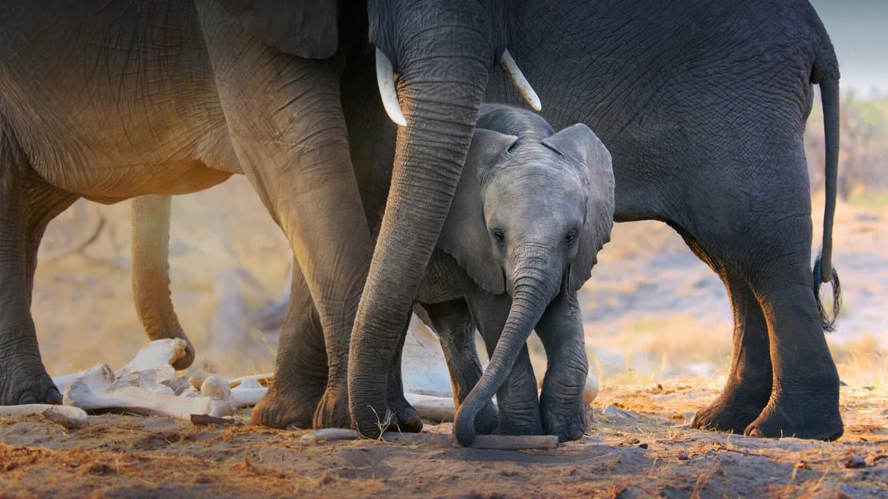 Elephant still 2