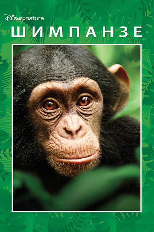 Chimpanzee still 7