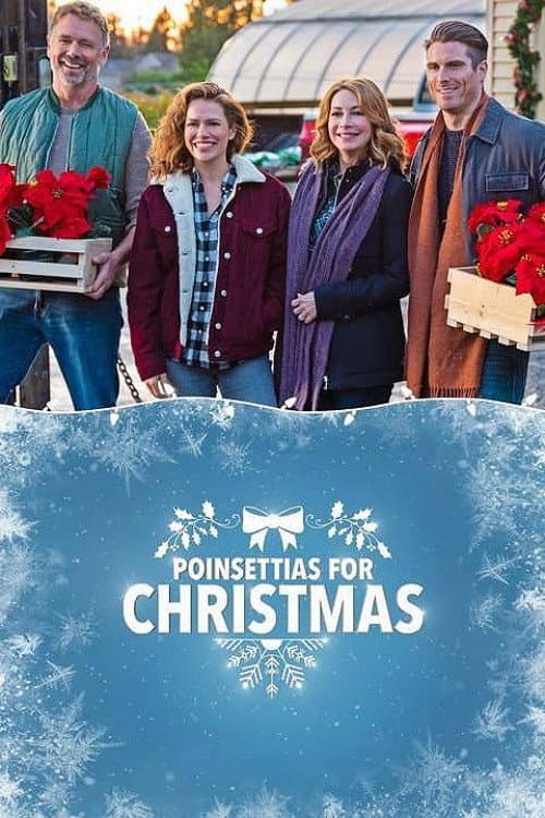 Poinsettias for Christmas still 8