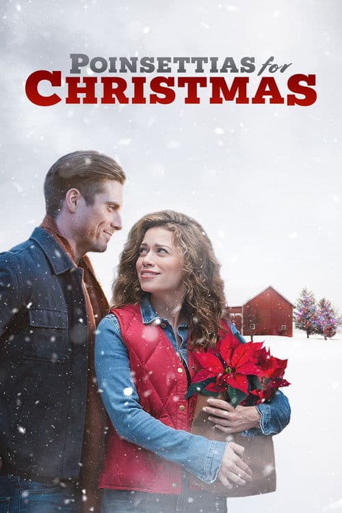 Poinsettias for Christmas still 7